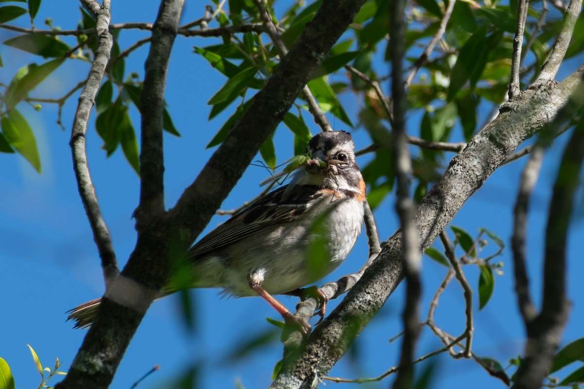 Kızıl Enseli Serçe - ML646064727