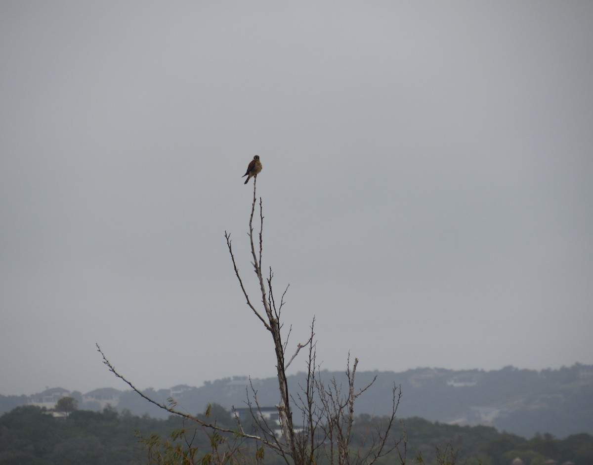 Crécerelle d'Amérique - ML646064732