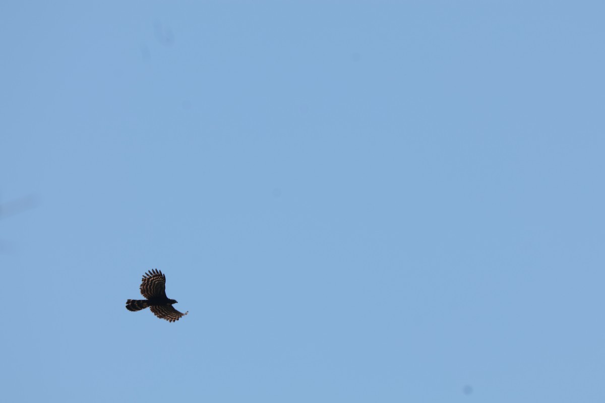 Black Hawk-Eagle - ML646064735