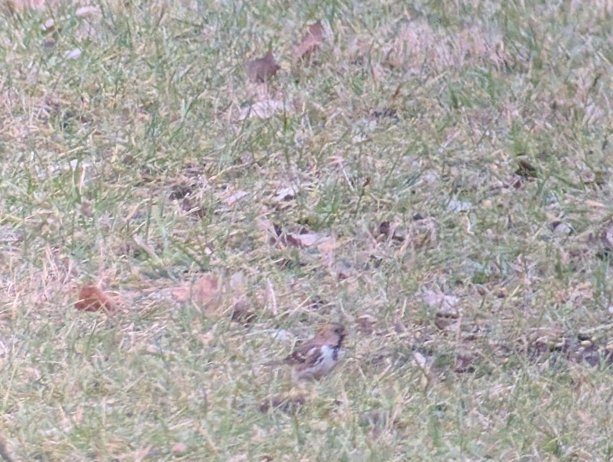 Harris's Sparrow - ML646064739