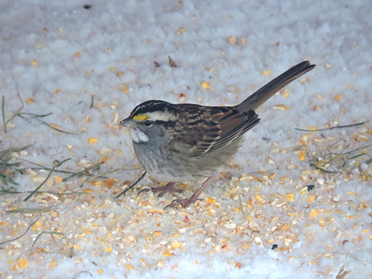 White-throated Sparrow - ML646064747