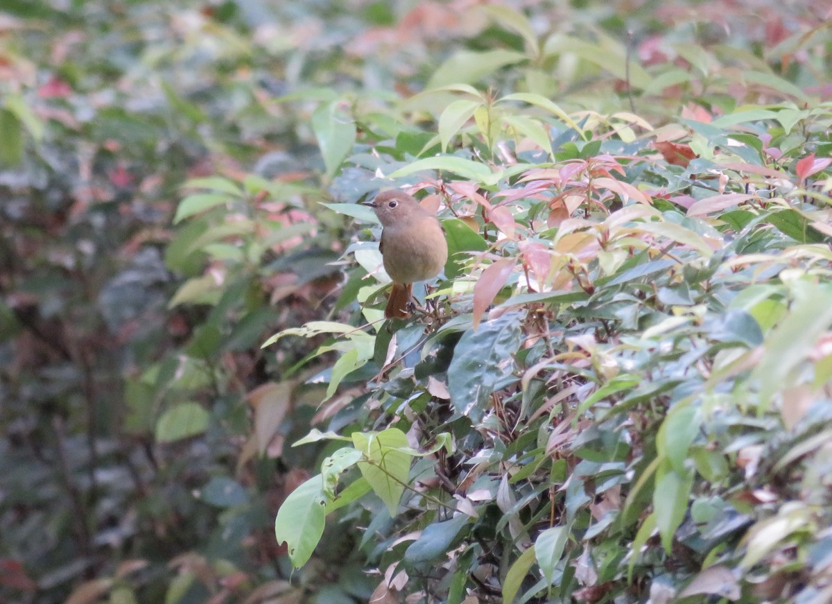 חכלילית סיבירית - ML646064749