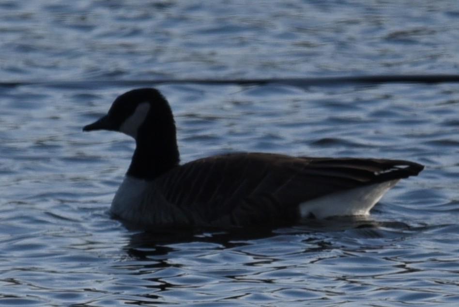Cackling/Canada Goose - ML646064754