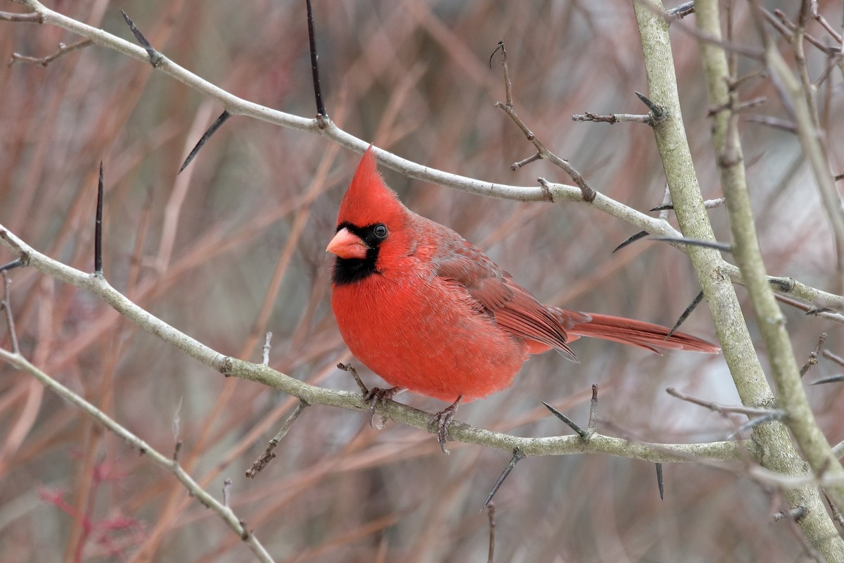 Northern Cardinal - ML646064755
