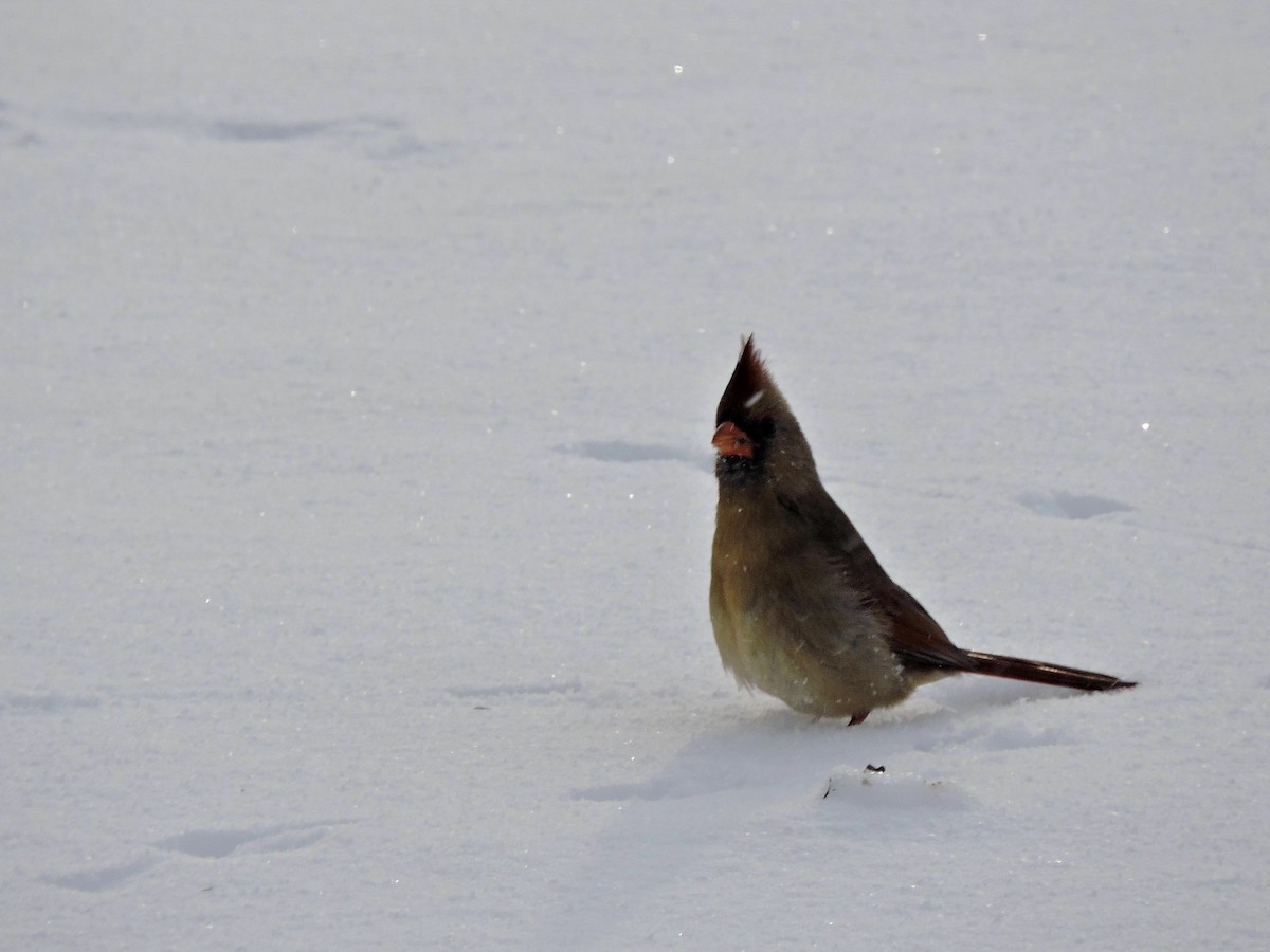 Northern Cardinal - ML646064757