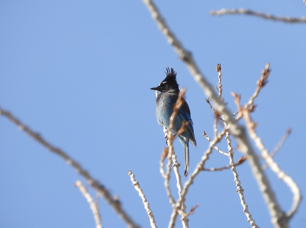 Steller's Jay - ML646064761