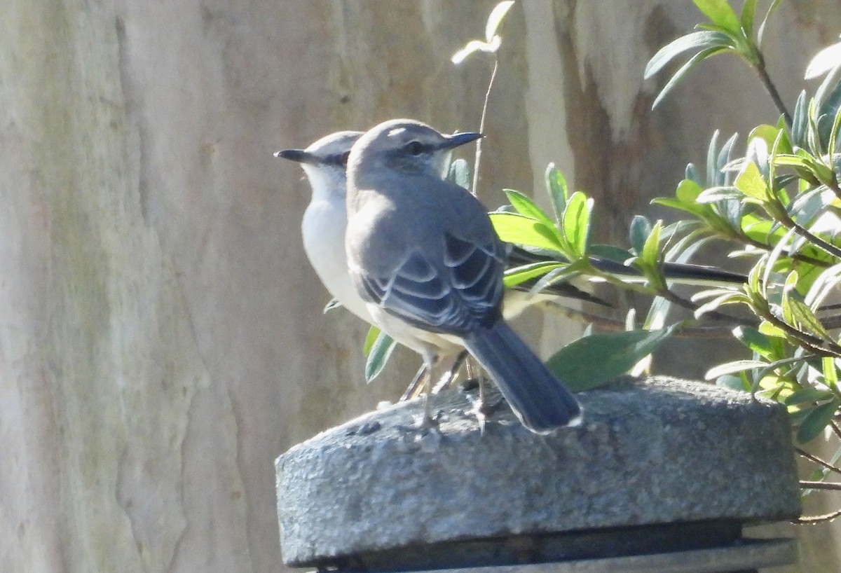 Northern Mockingbird - ML646064762