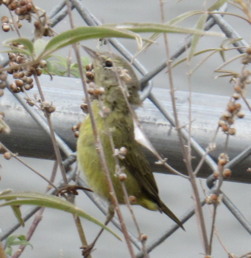 Paruline verdâtre - ML646064763