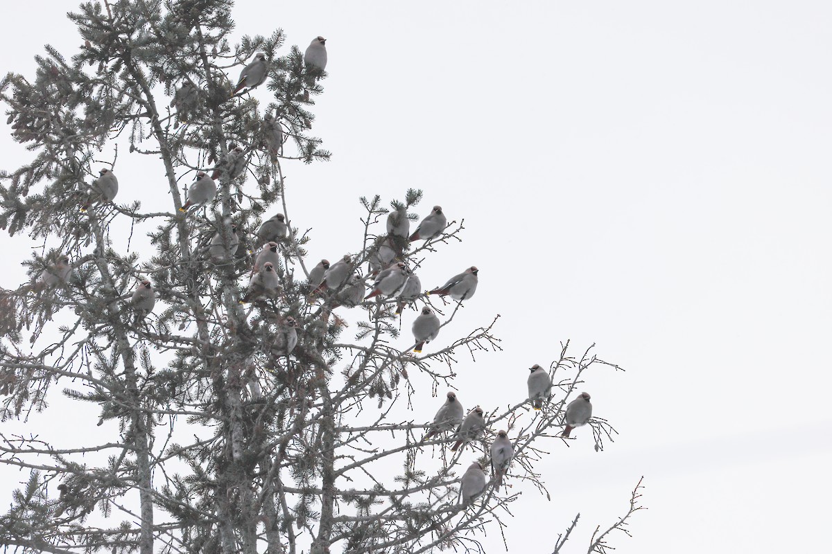 黃連雀 - ML646064764