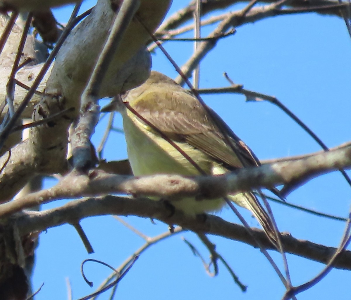 Lemon-bellied Flyrobin - ML646064765