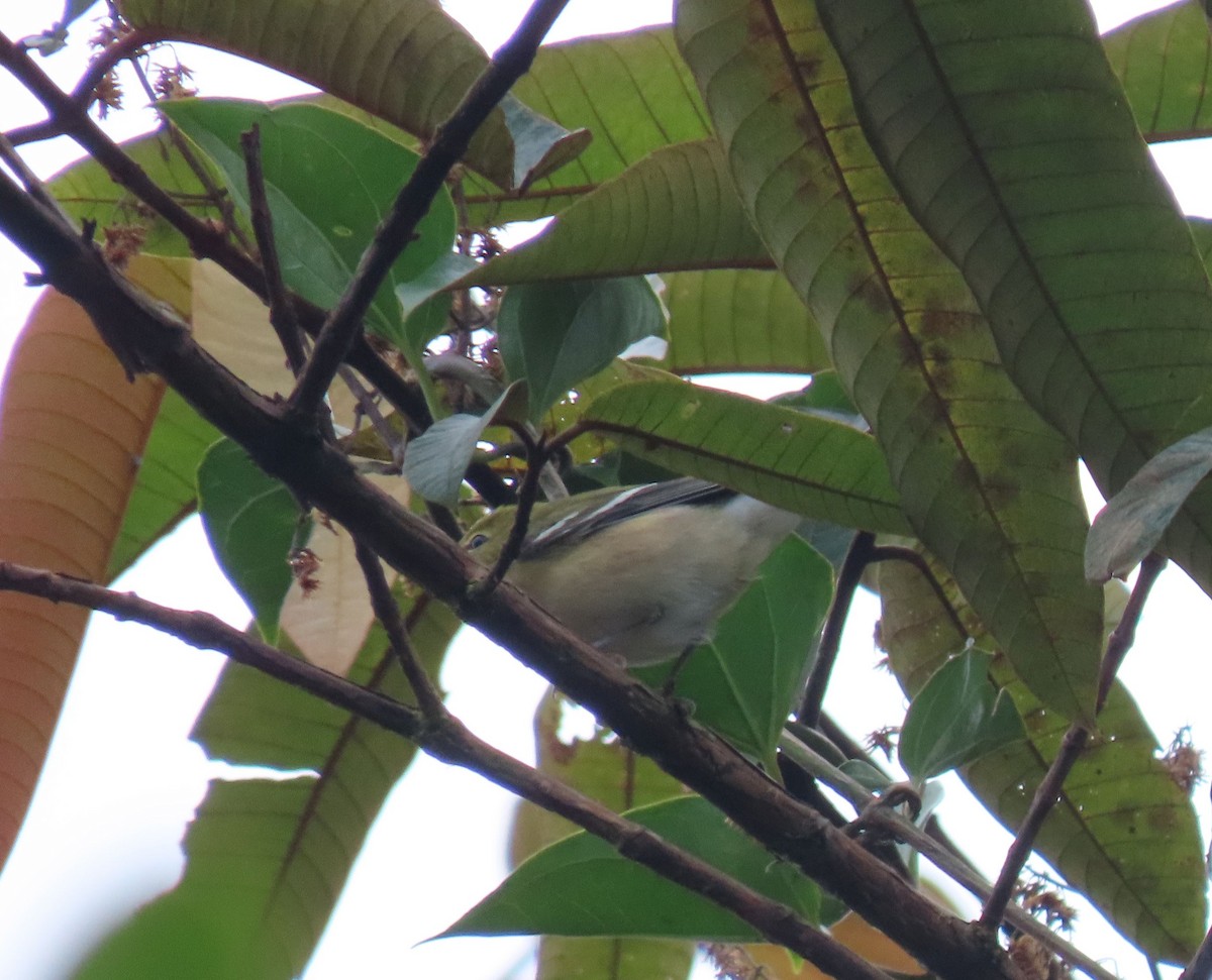 Пісняр-лісовик каштановий - ML646064769