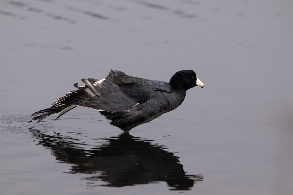 American Coot - ML646064772