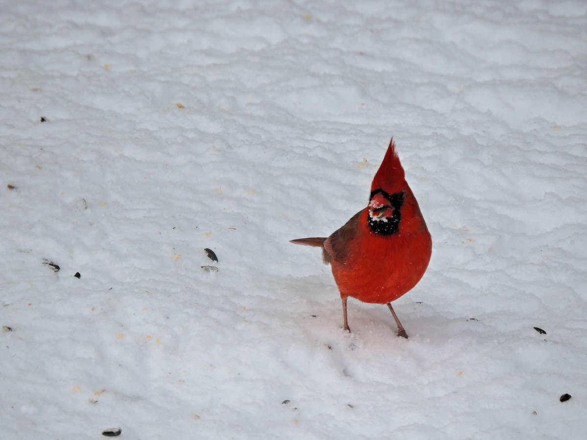 Northern Cardinal - ML646064774