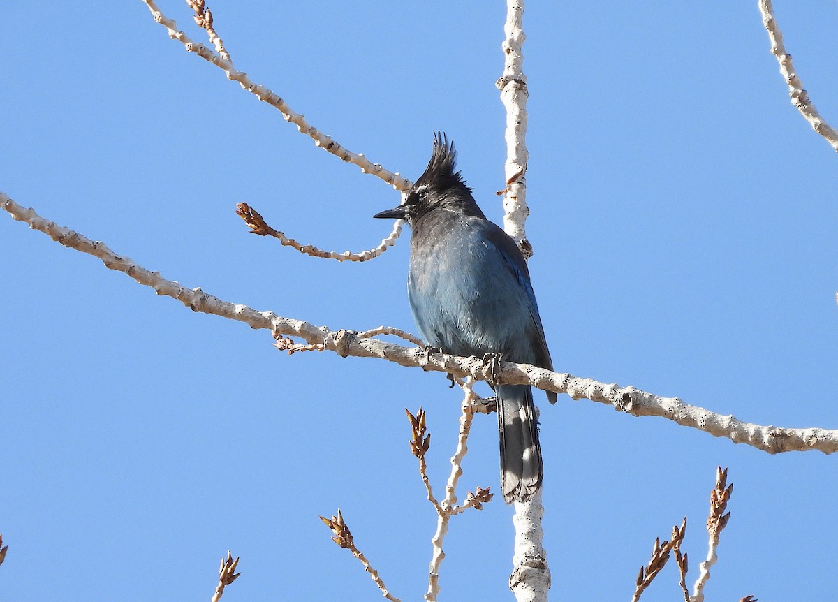 Steller's Jay - ML646064785