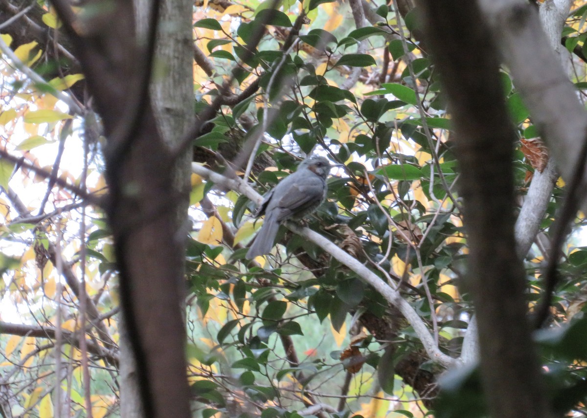 棕耳鵯 - ML646064788