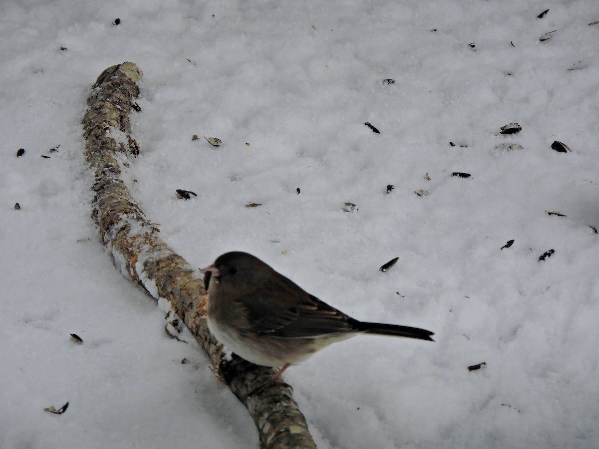 Dark-eyed Junco - ML646064800