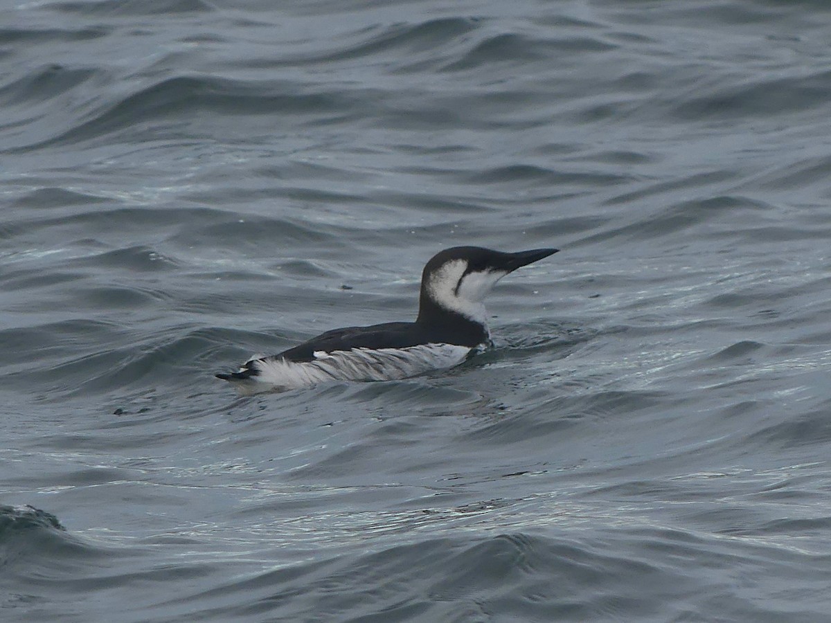 Common Murre - ML646064802