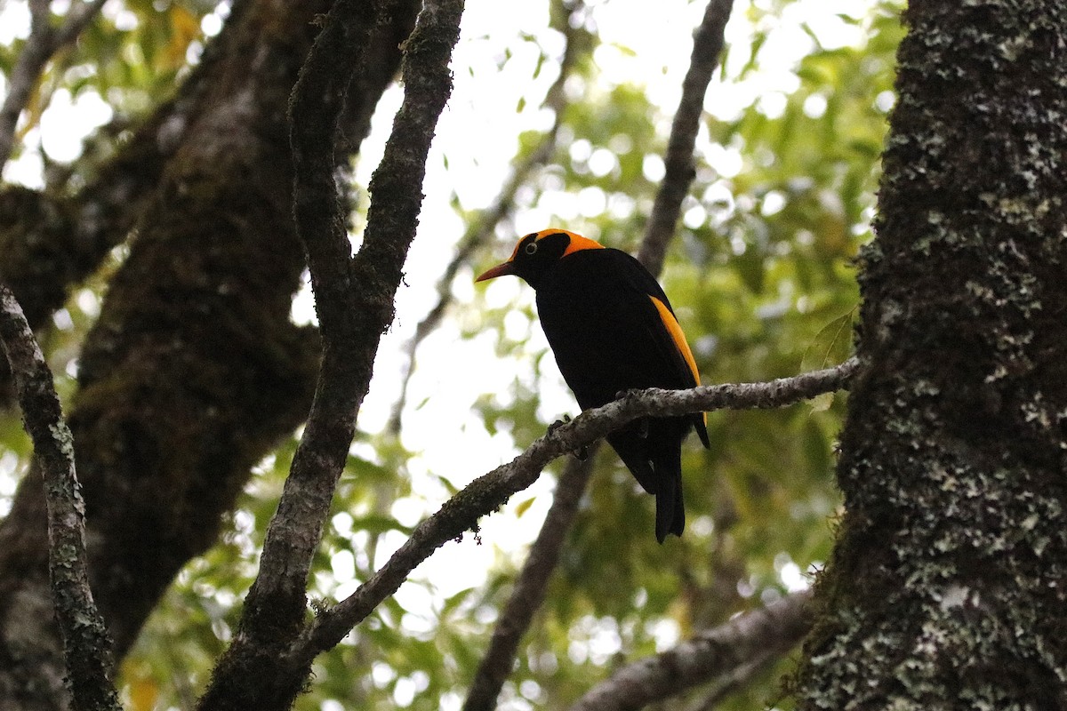 Regent Bowerbird - ML646064805