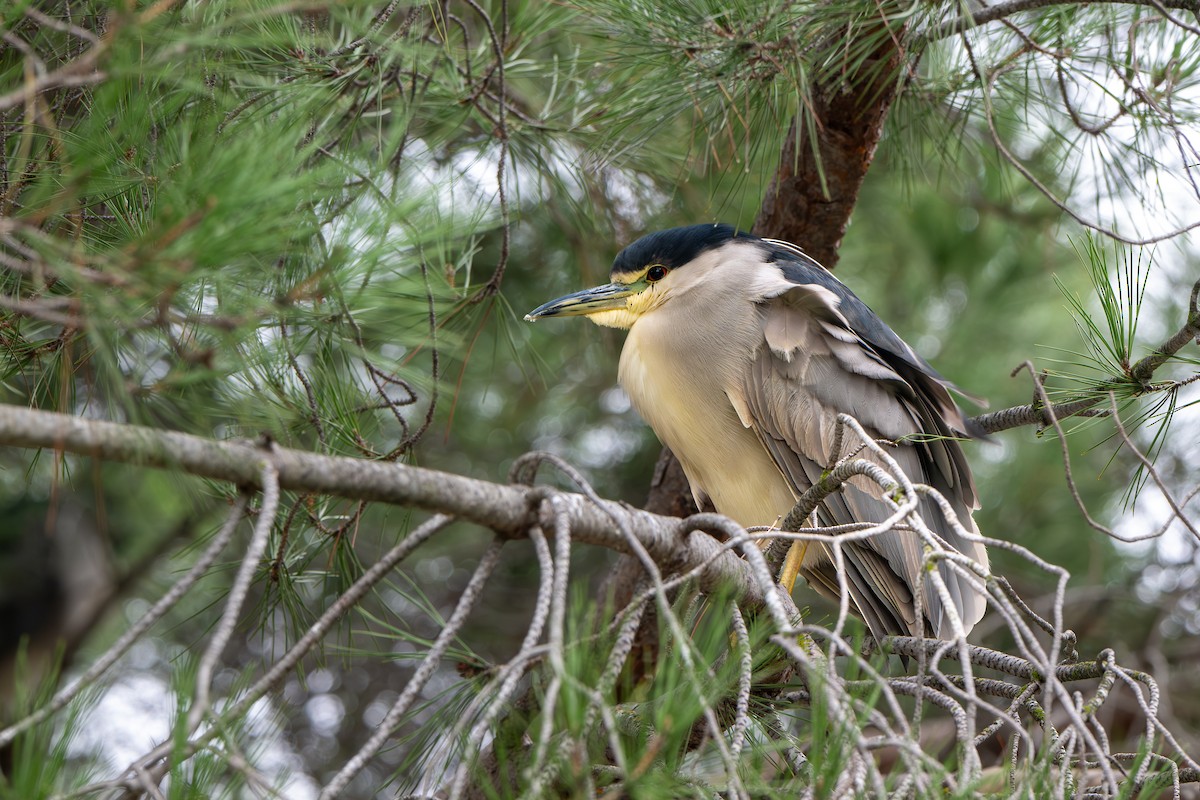 Black-crowned Night Heron - ML646064807