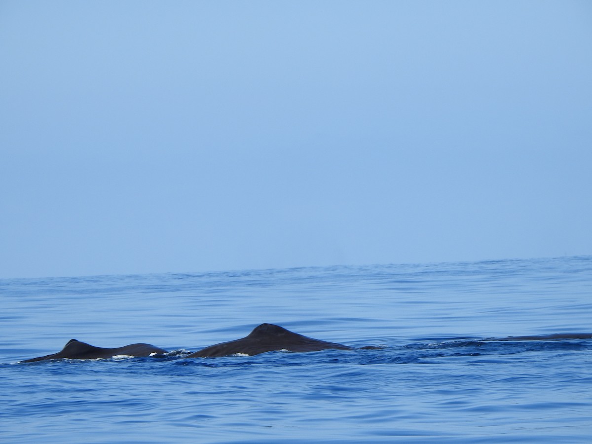 Sperm Whale - ML646064808