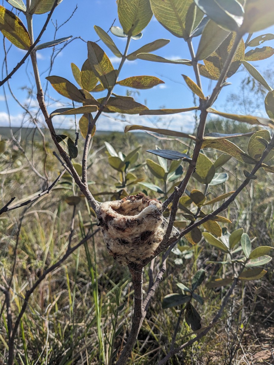 Рогатый колибри - ML646064809