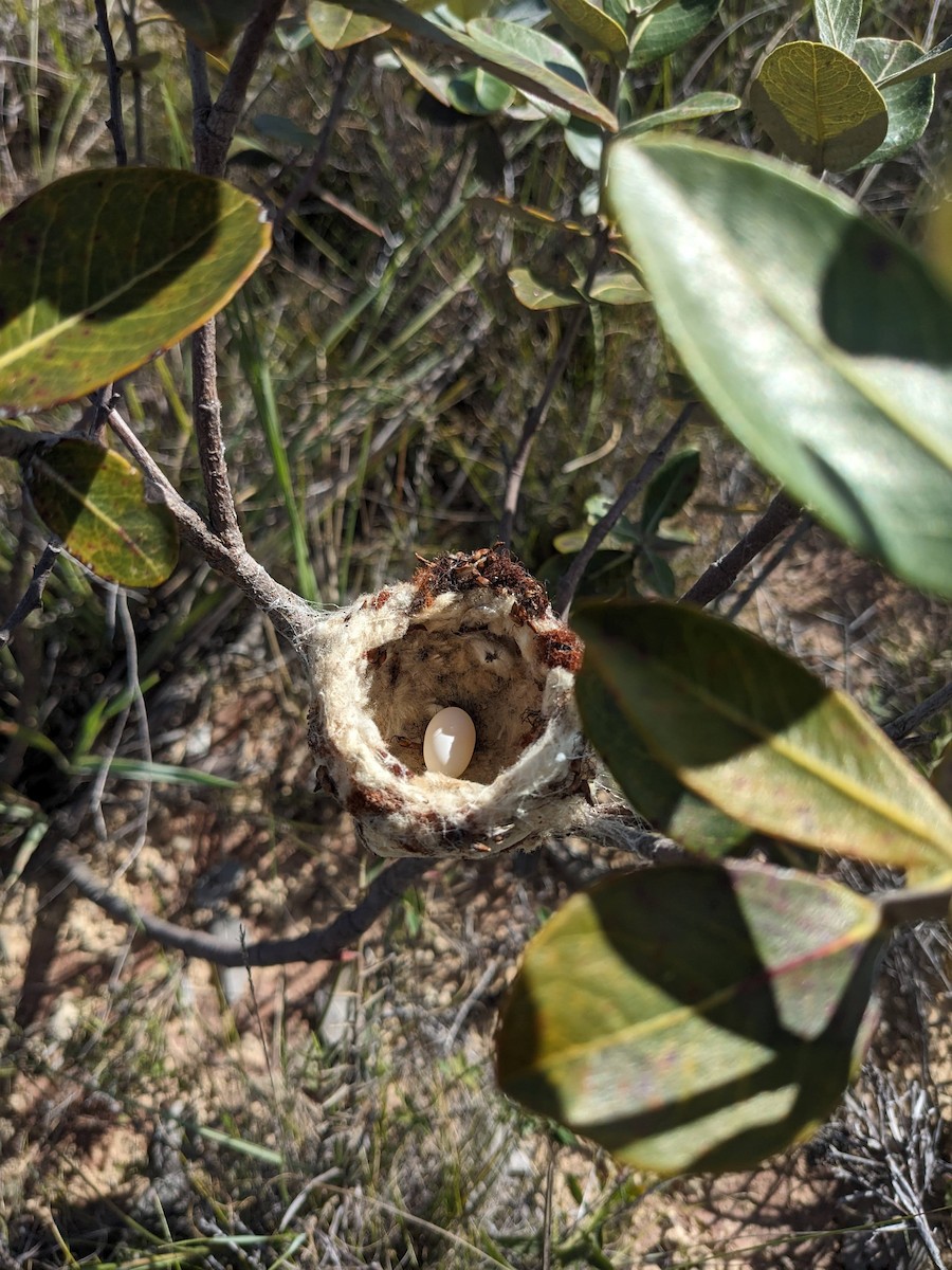 Рогатый колибри - ML646064810