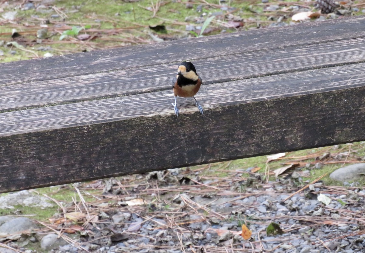 雜色山雀 - ML646064811