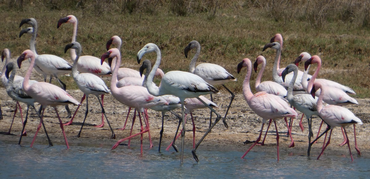 plameňák malý - ML646064812