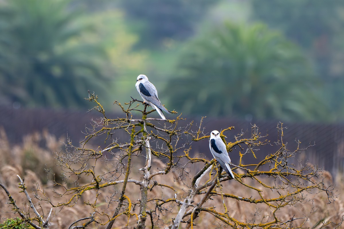 White-tailed Kite - ML646064817