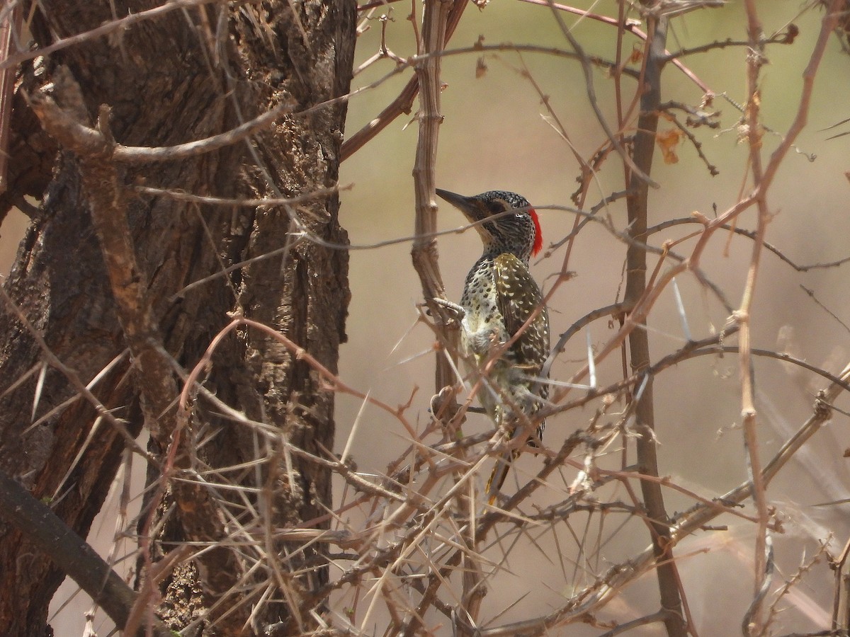 Nubian Woodpecker - ML646064818