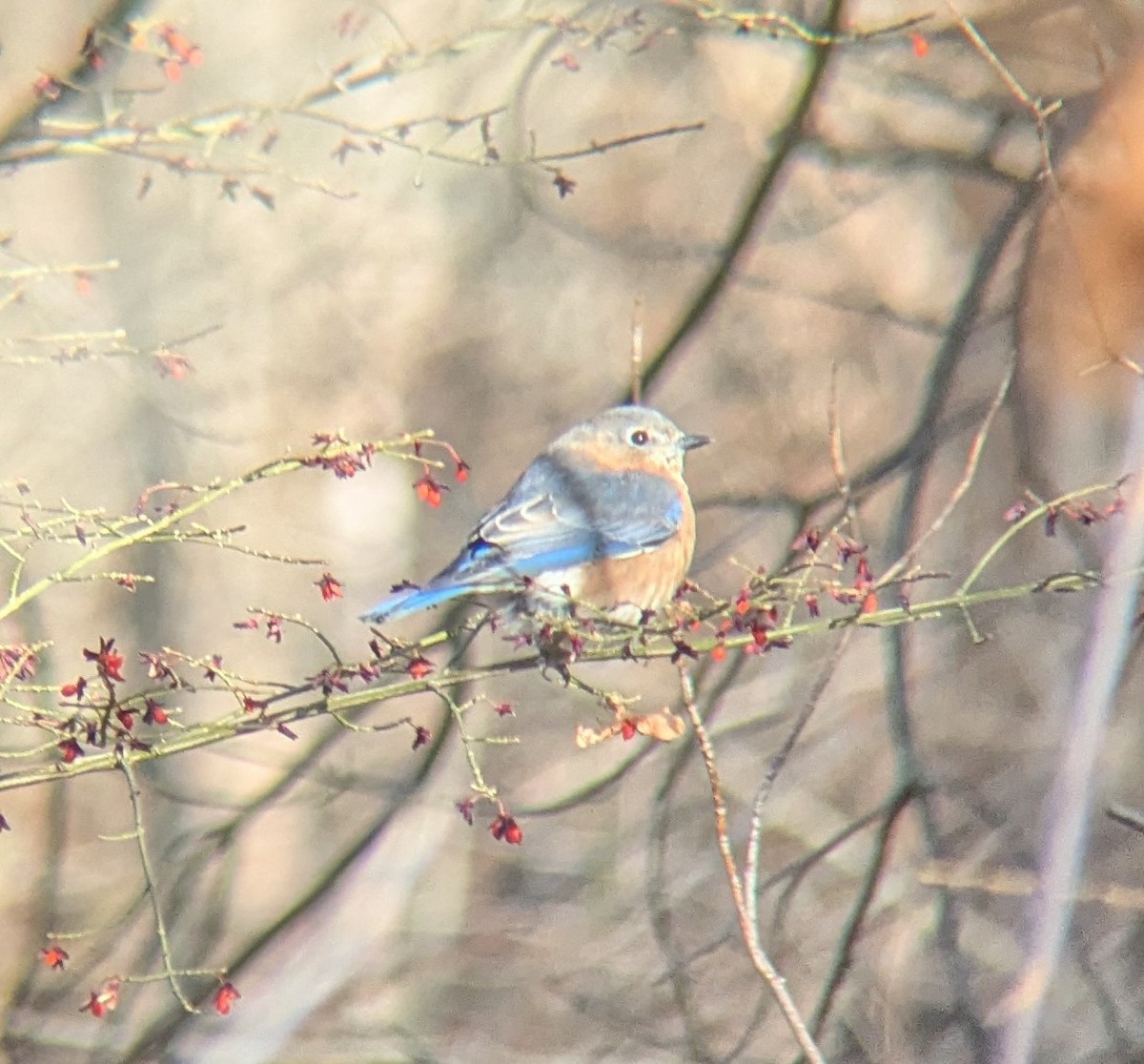 Eastern Bluebird - ML646064824