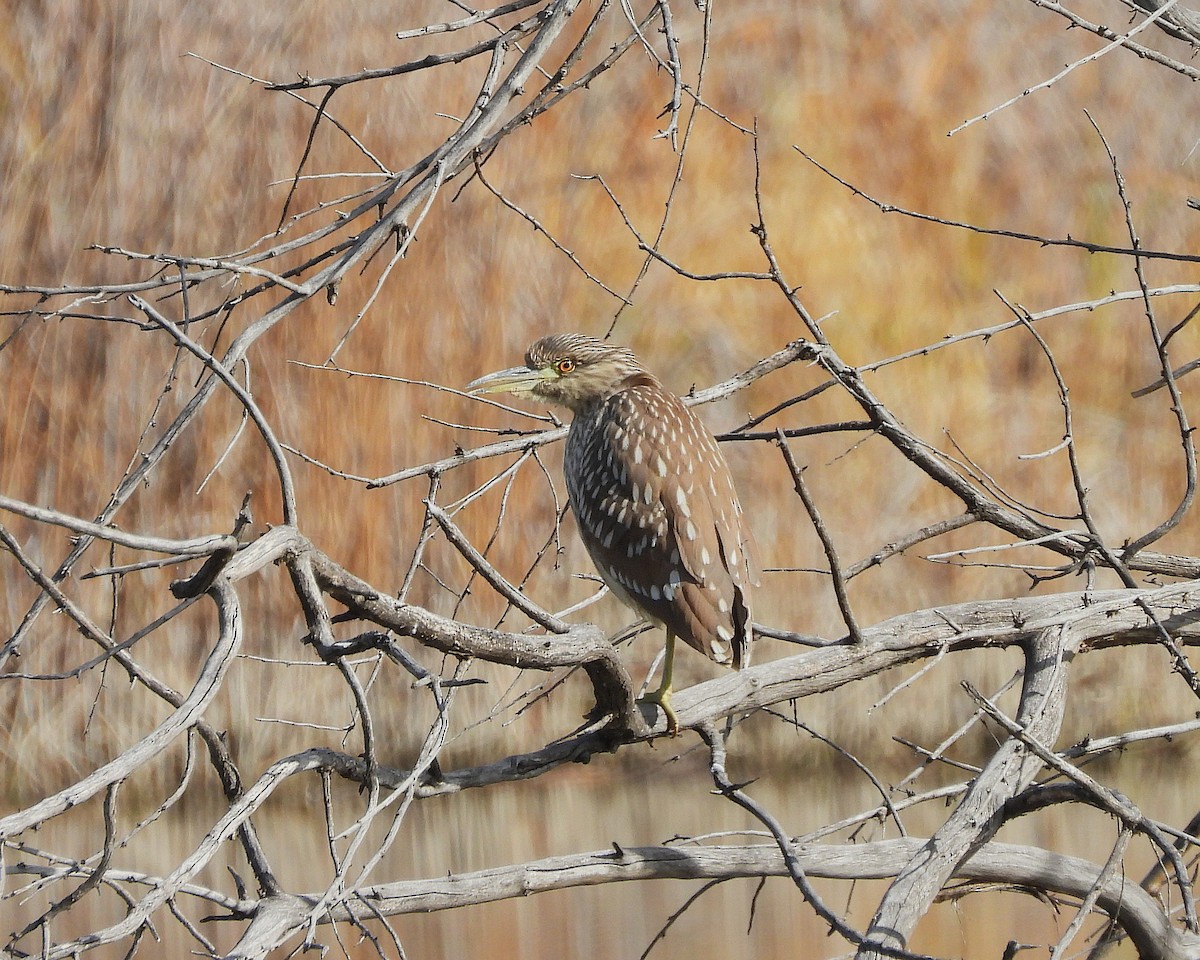 Black-crowned Night Heron - ML646064825