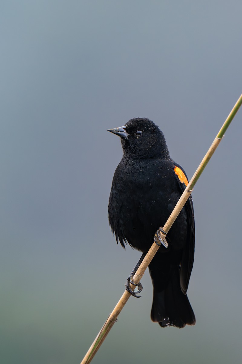 Red-winged Blackbird - ML646064835