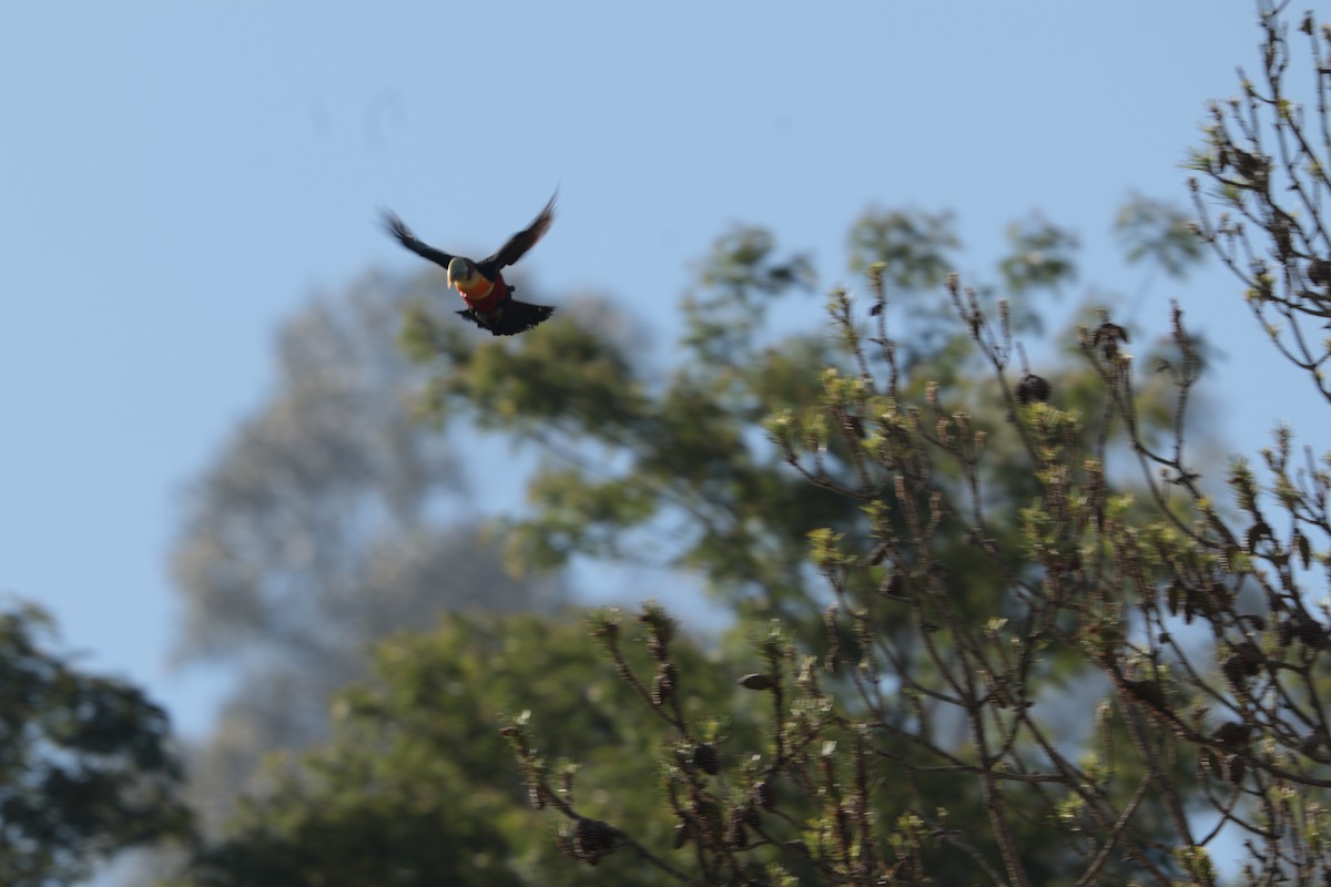 Red-breasted Toucan - ML646064836
