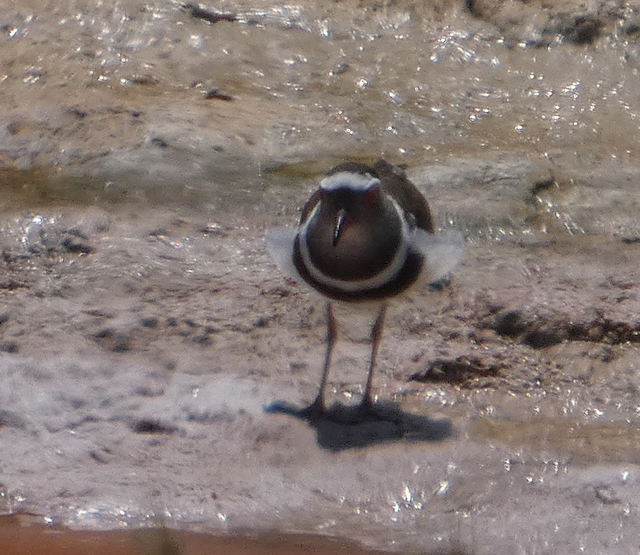 Three-banded Plover (Madagascar) - ML646064840