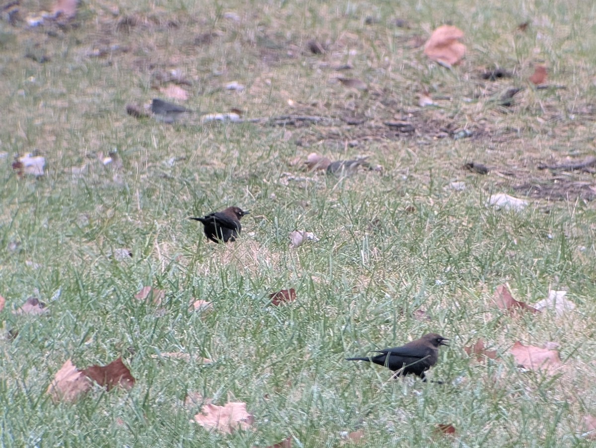 Rusty Blackbird - ML646064842