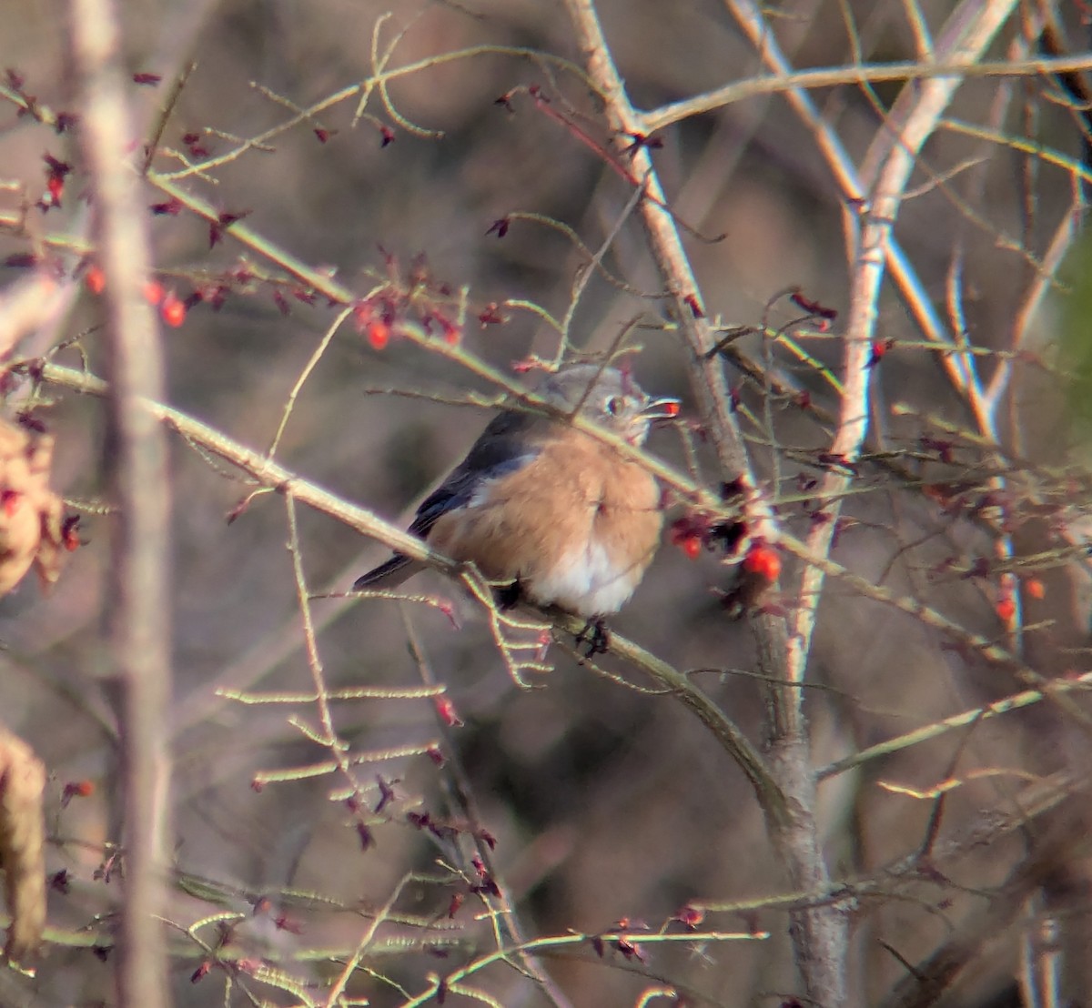 Eastern Bluebird - ML646064844