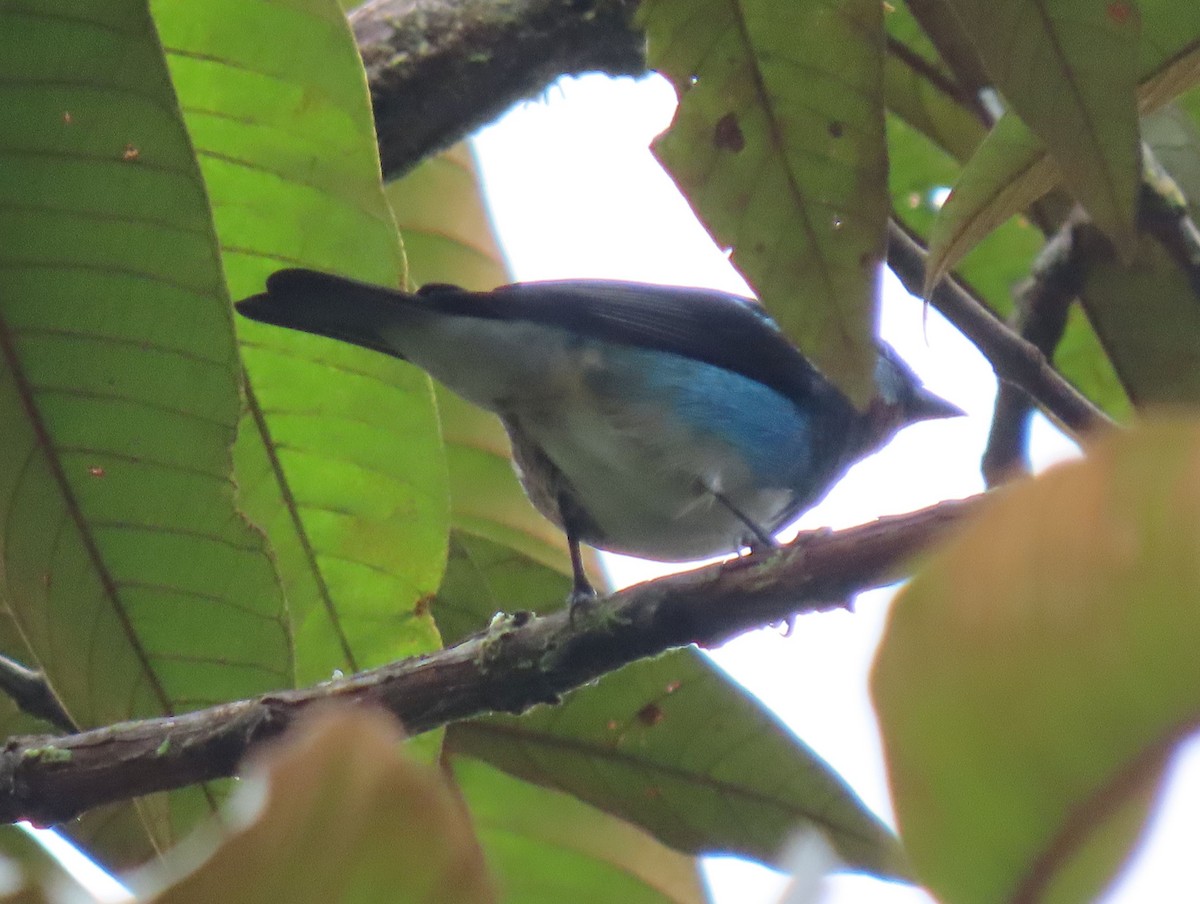 Golden-hooded Tanager - ML646064845