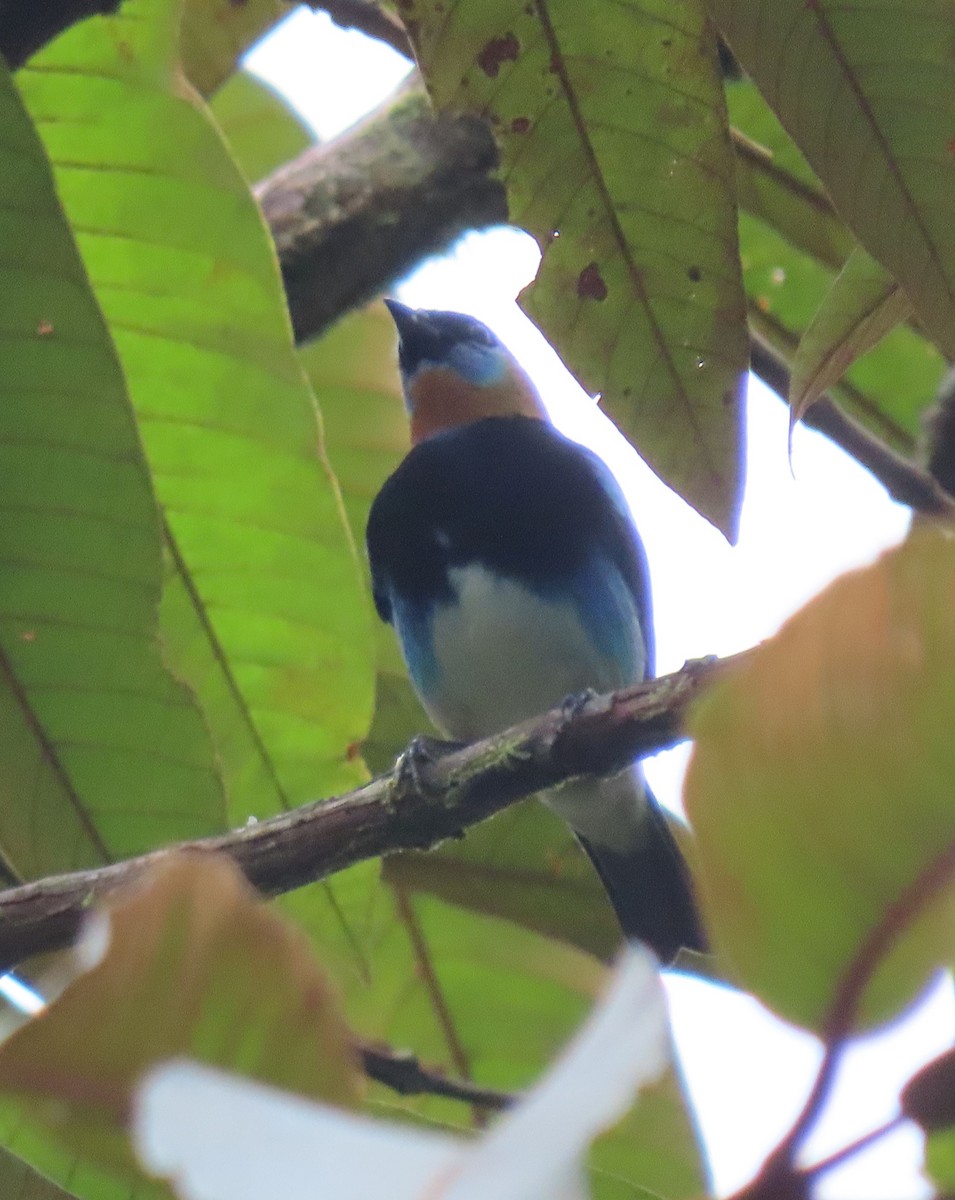 Golden-hooded Tanager - ML646064846