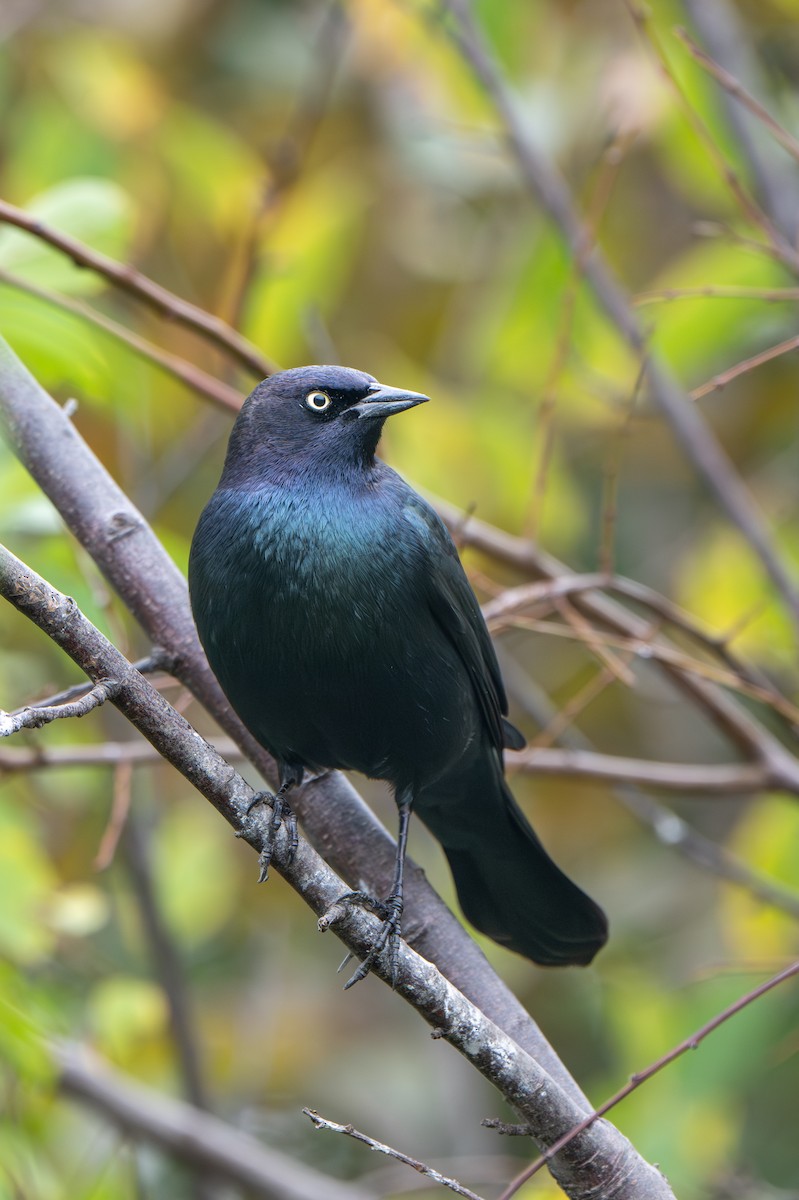 Brewer's Blackbird - ML646064849
