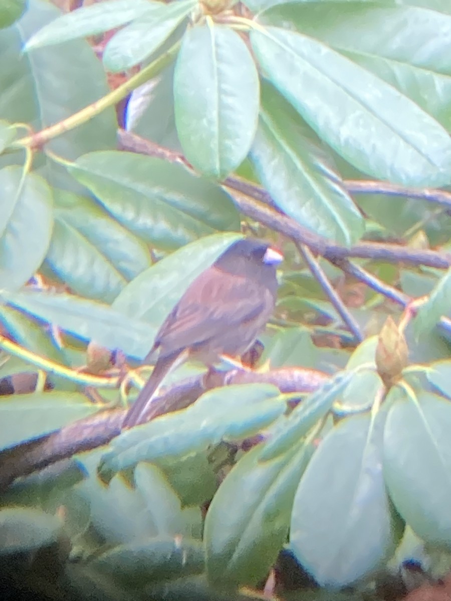 Dark-eyed Junco (cismontanus) - ML646064853