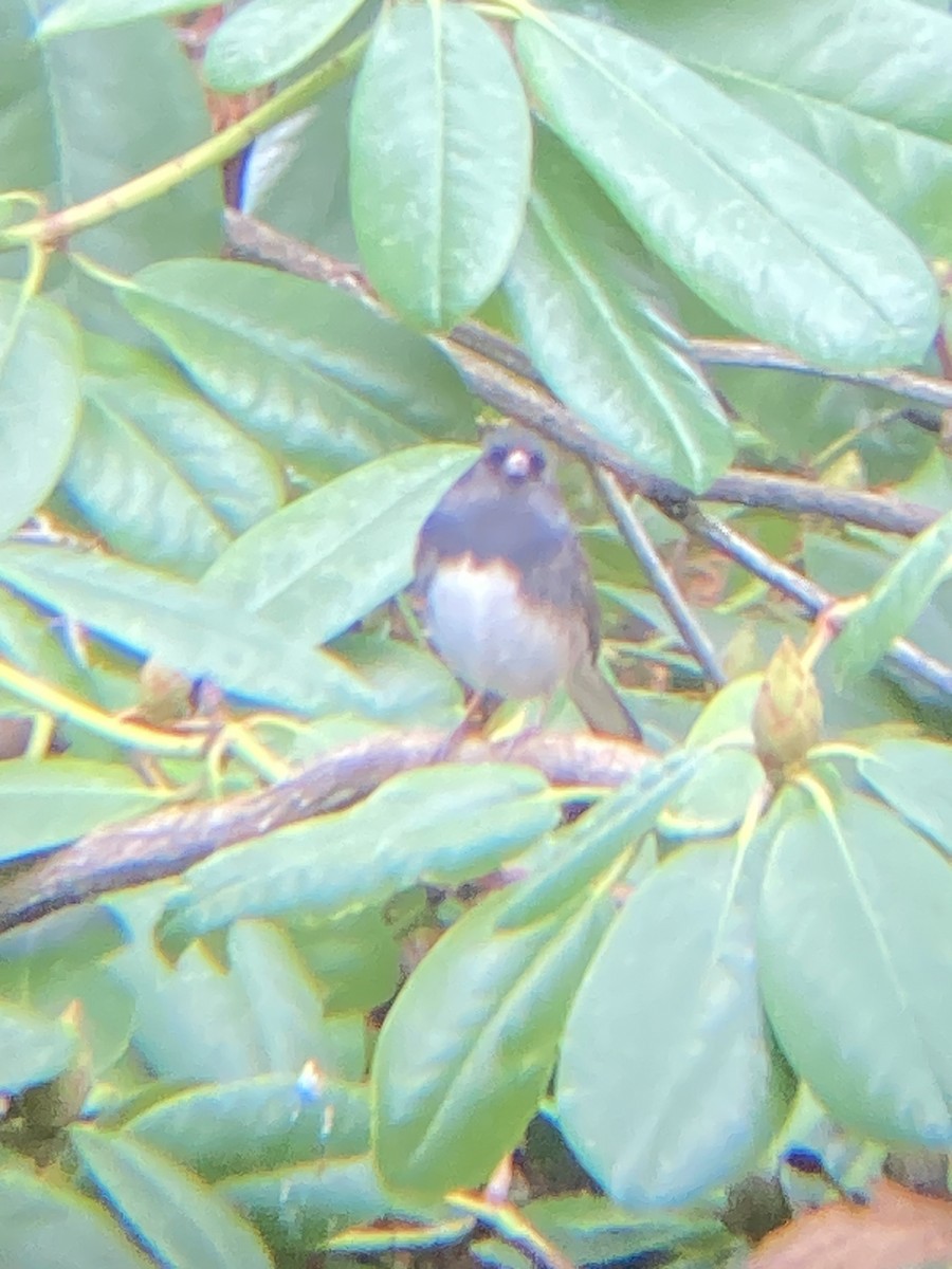 Dark-eyed Junco (cismontanus) - ML646064854
