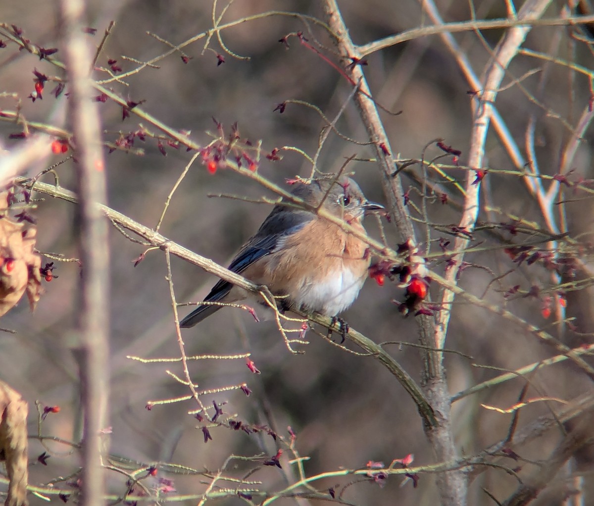 Eastern Bluebird - ML646064857