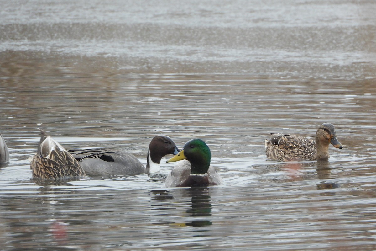 Northern Pintail - ML646064863