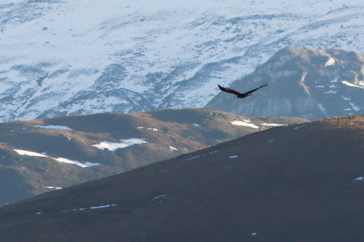 Golden Eagle - ML646064866