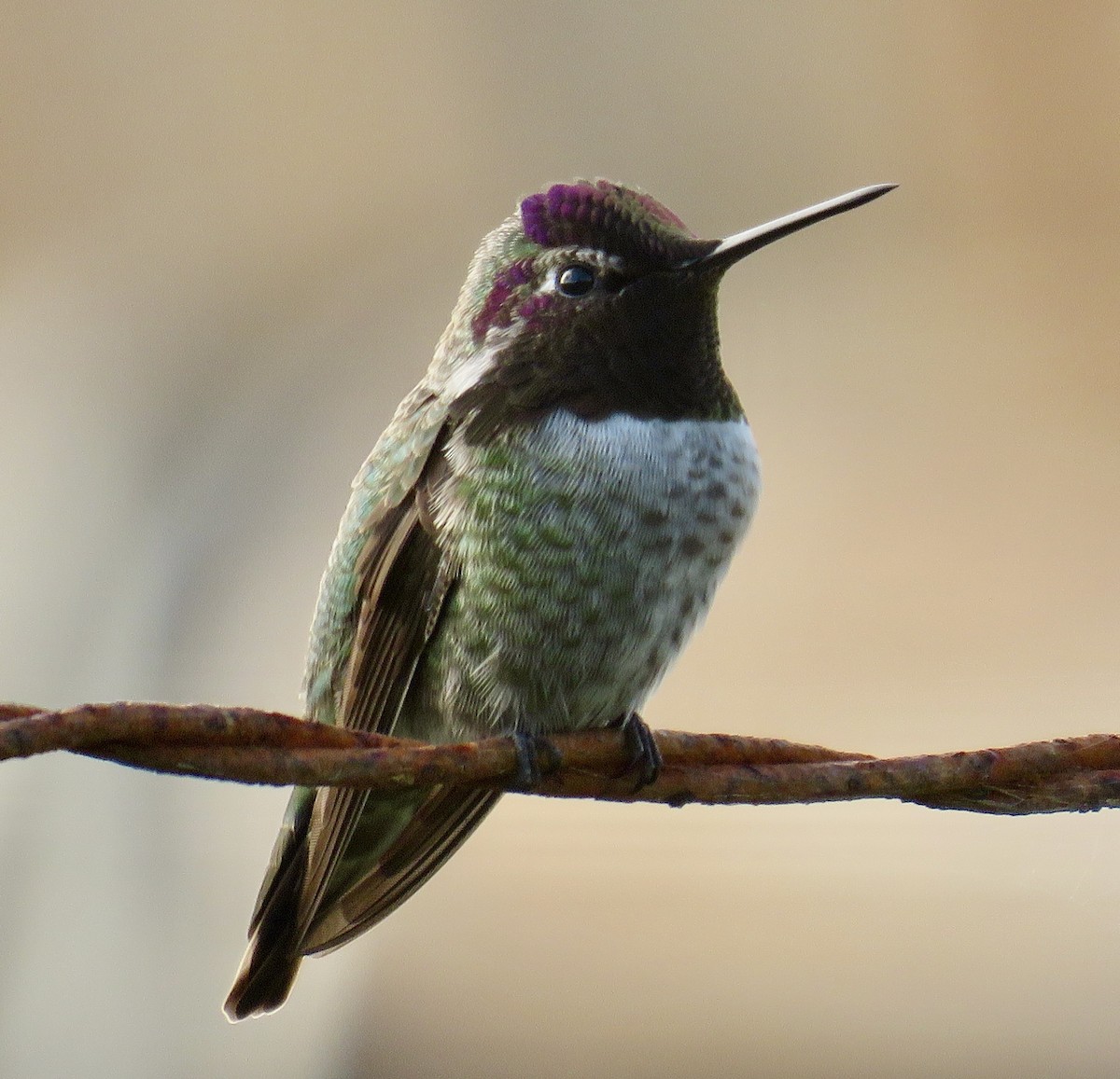 Anna's Hummingbird - ML646064867