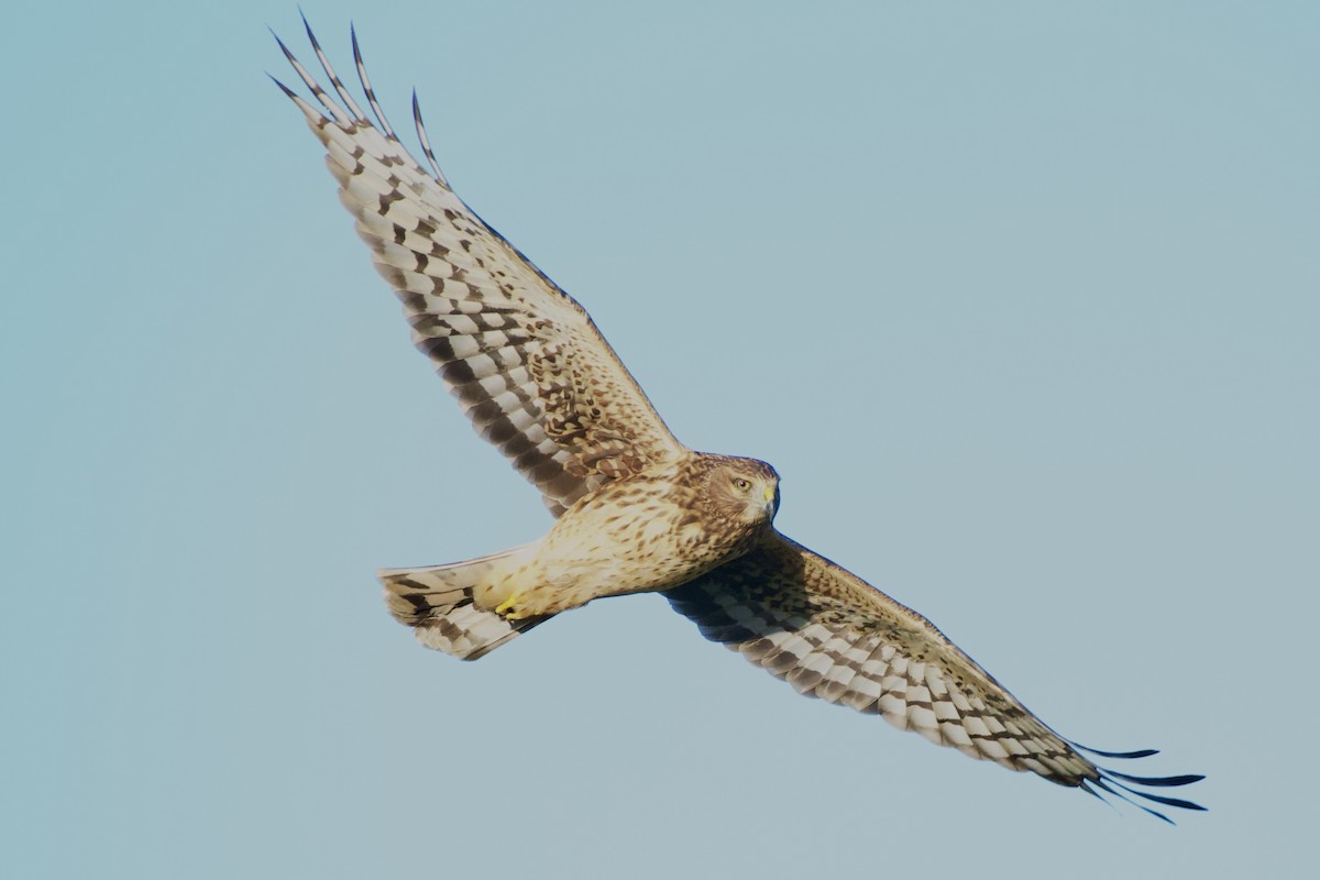 Northern Harrier - ML646064870