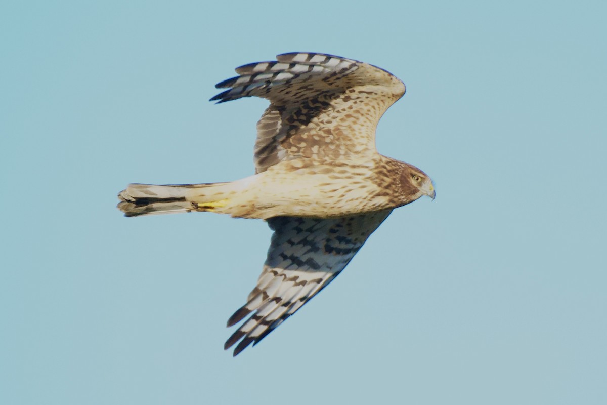 Northern Harrier - ML646064871