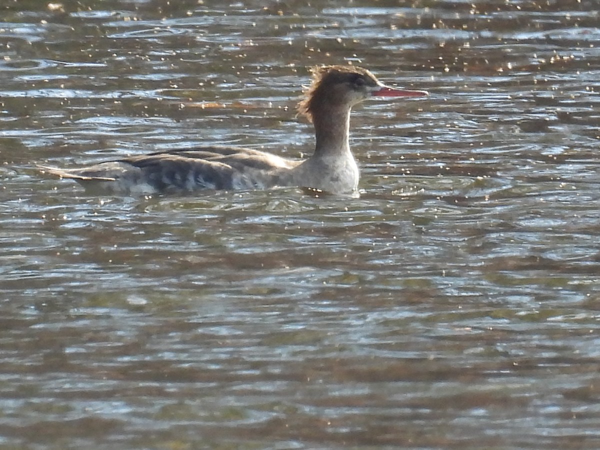 紅胸秋沙 - ML646064872