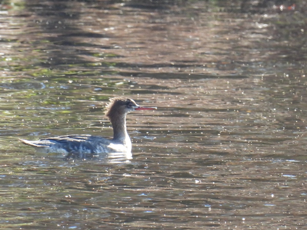紅胸秋沙 - ML646064874